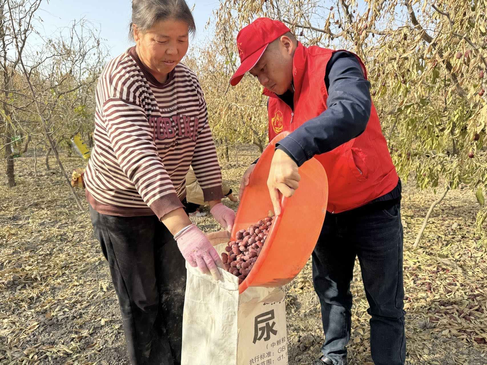 红枣1.jpg 红枣1.jpg