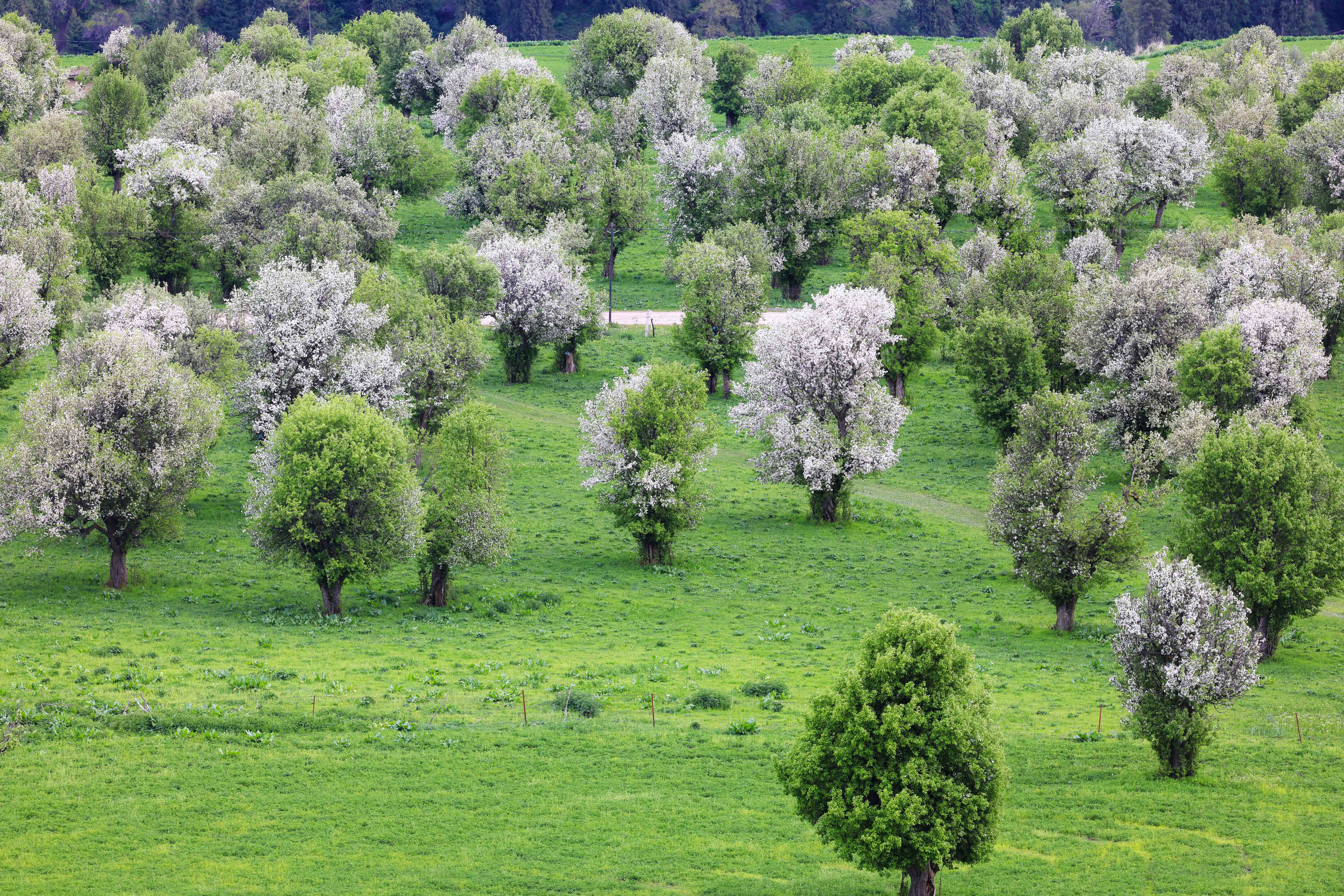 繁花似锦!新源县万亩野果林花开正盛