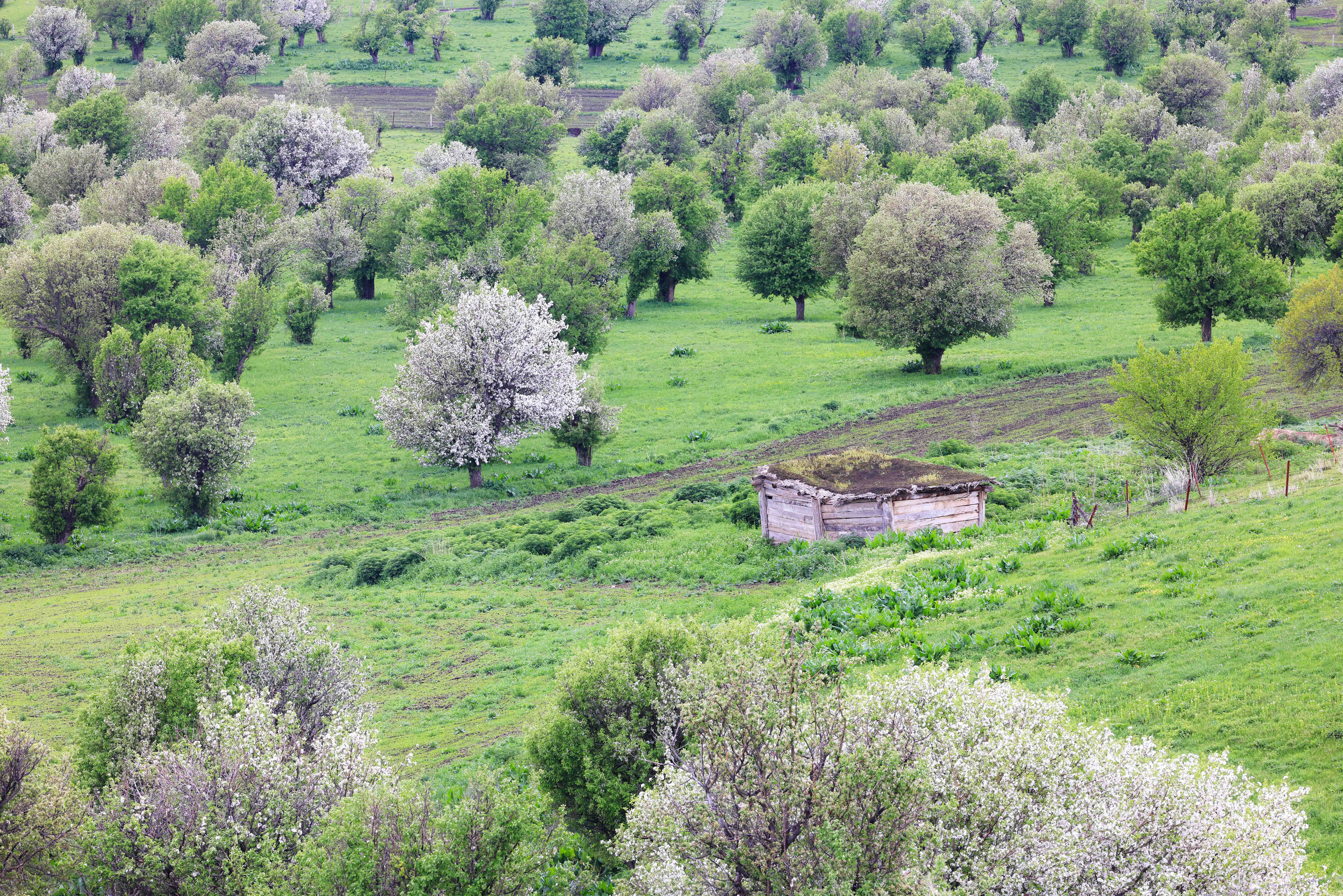 繁花似锦!新源县万亩野果林花开正盛