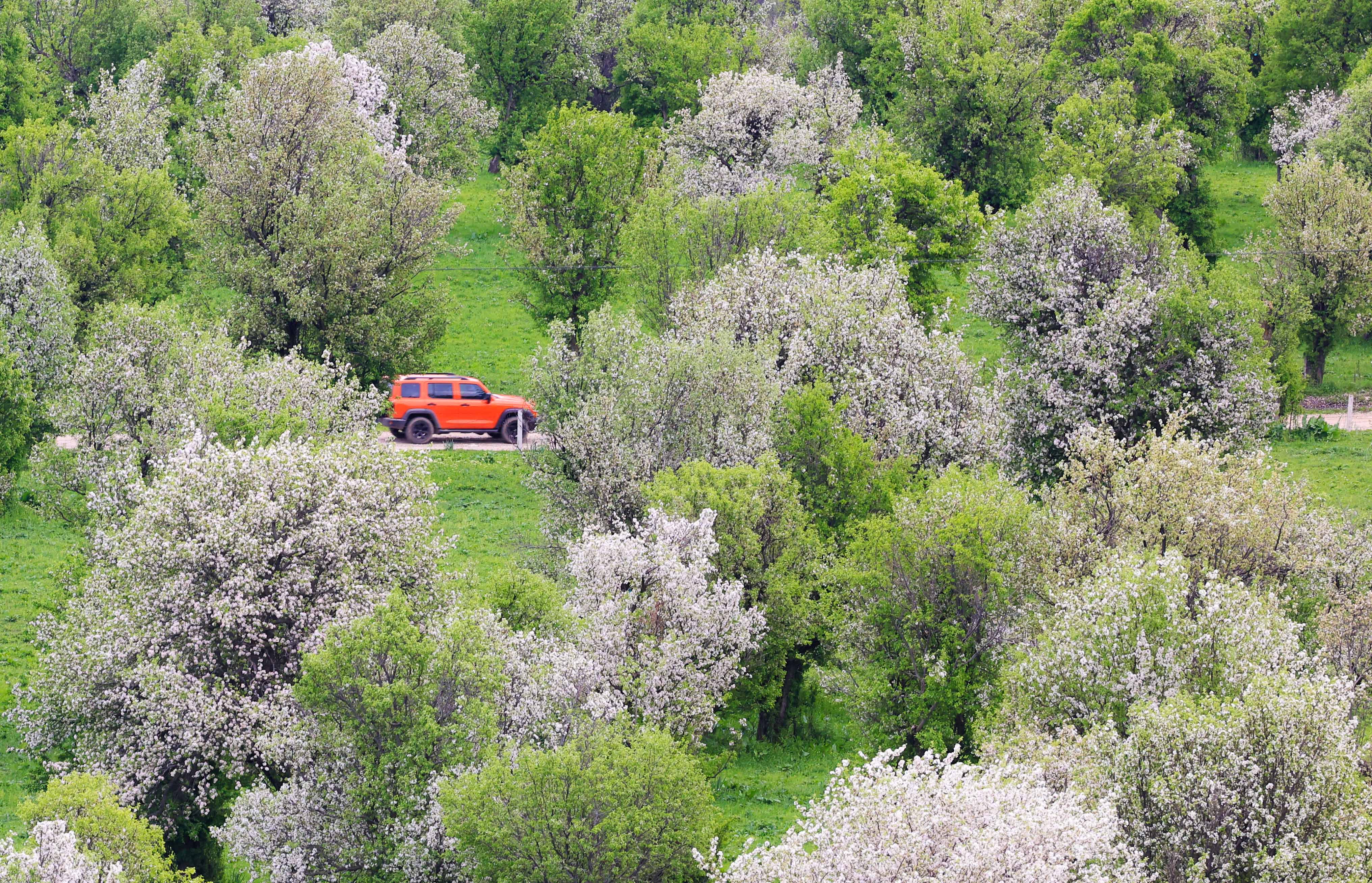 繁花似锦!新源县万亩野果林花开正盛