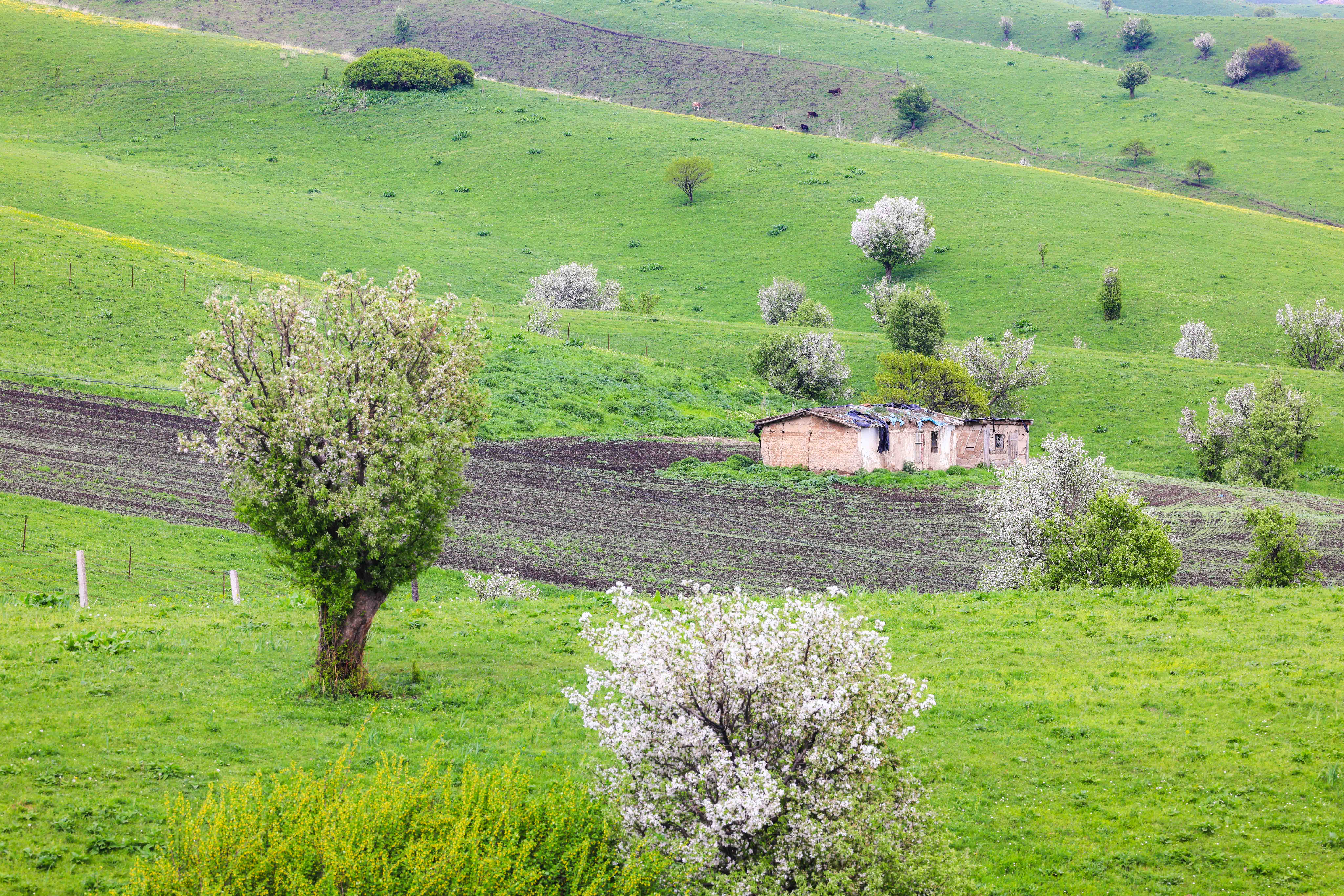 繁花似锦!新源县万亩野果林花开正盛