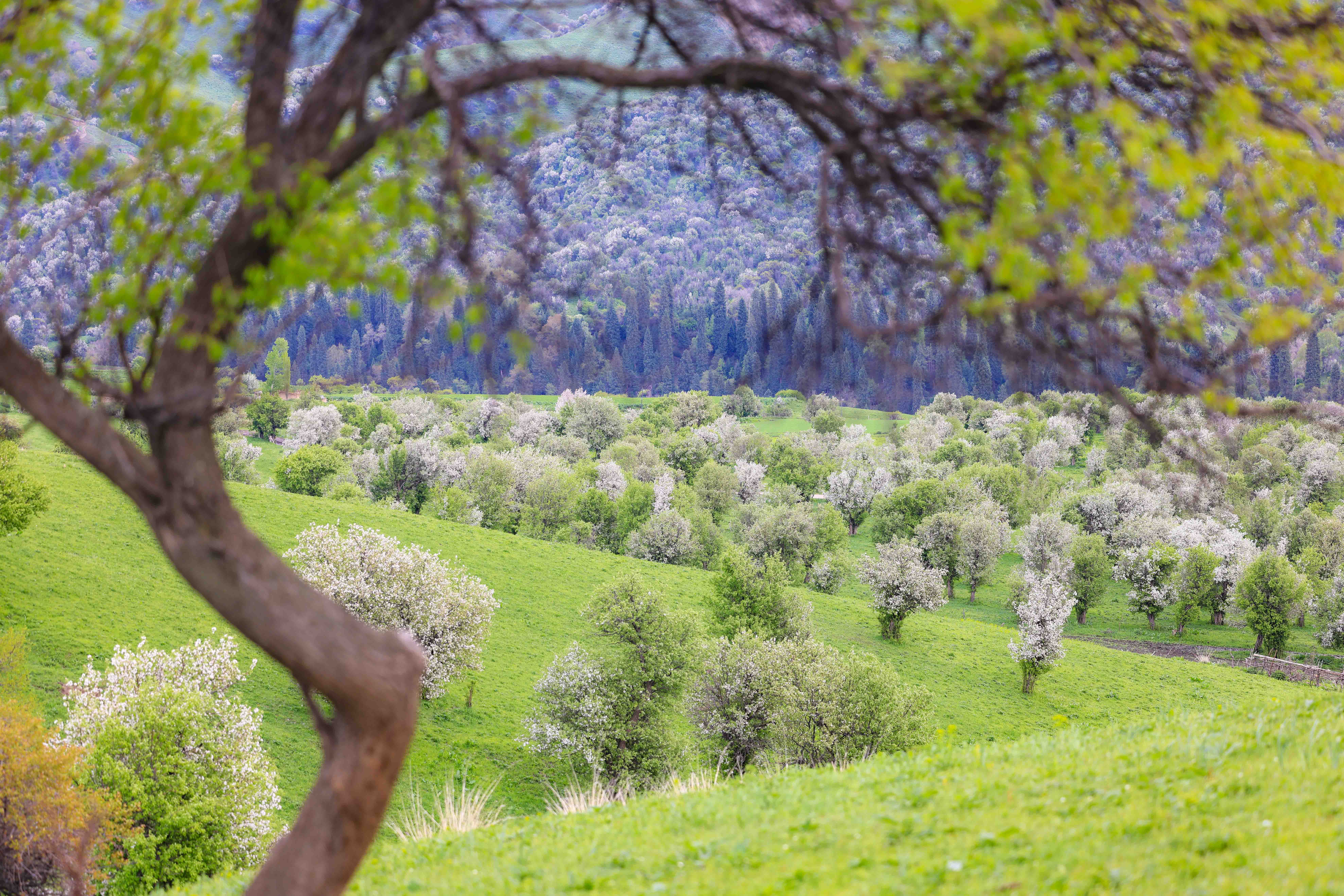 繁花似锦!新源县万亩野果林花开正盛