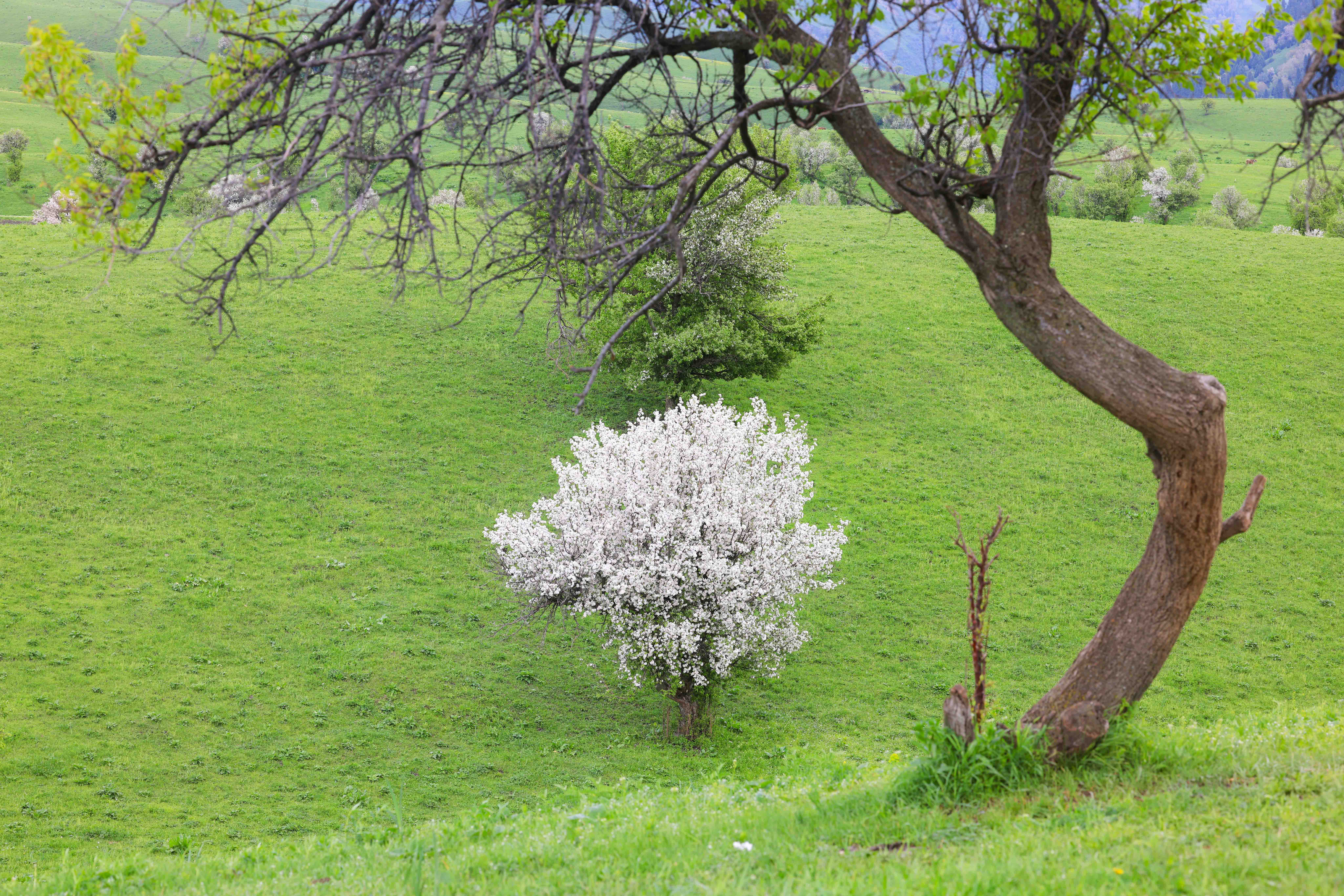 繁花似锦!新源县万亩野果林花开正盛