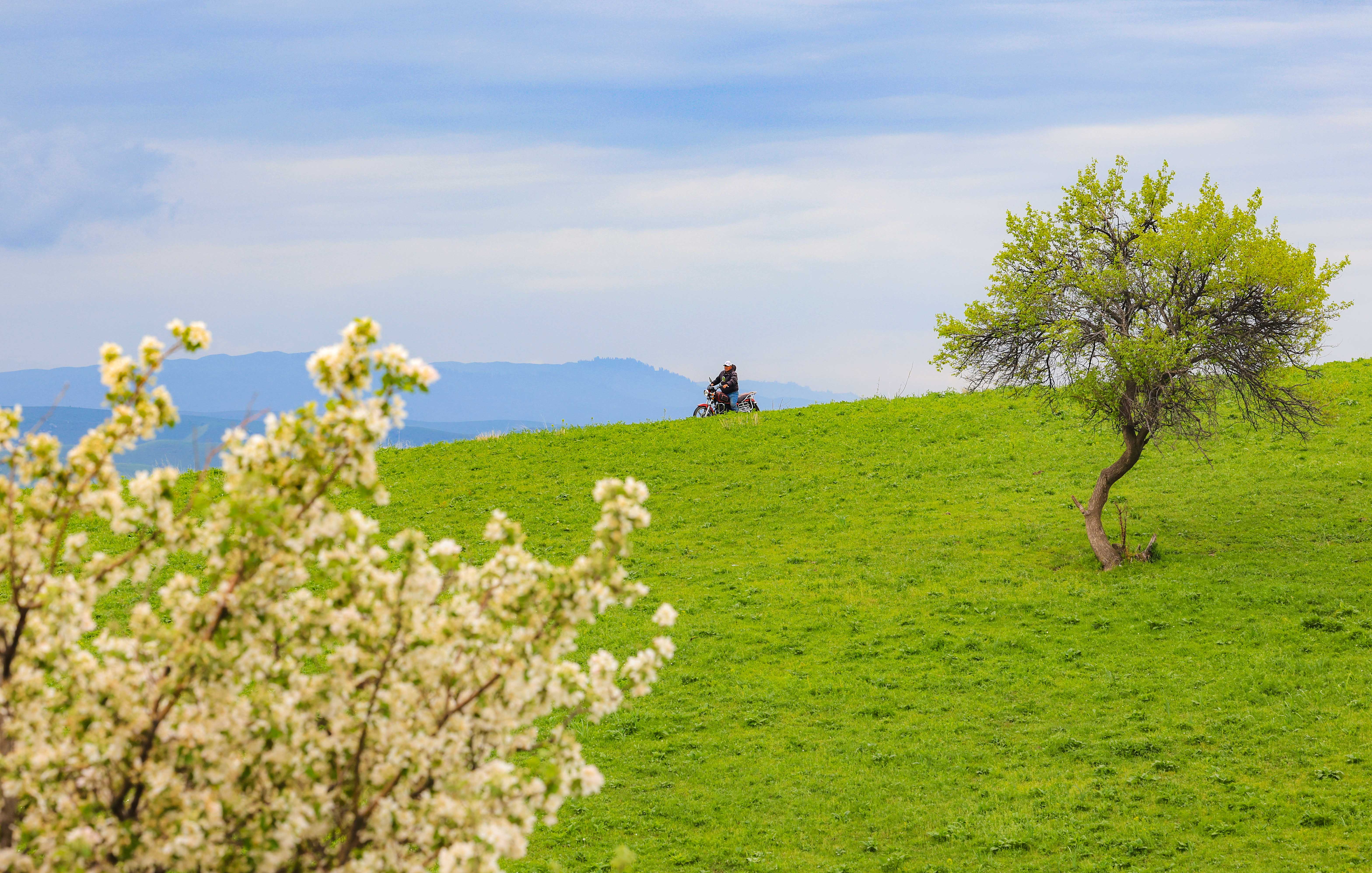 繁花似锦!新源县万亩野果林花开正盛