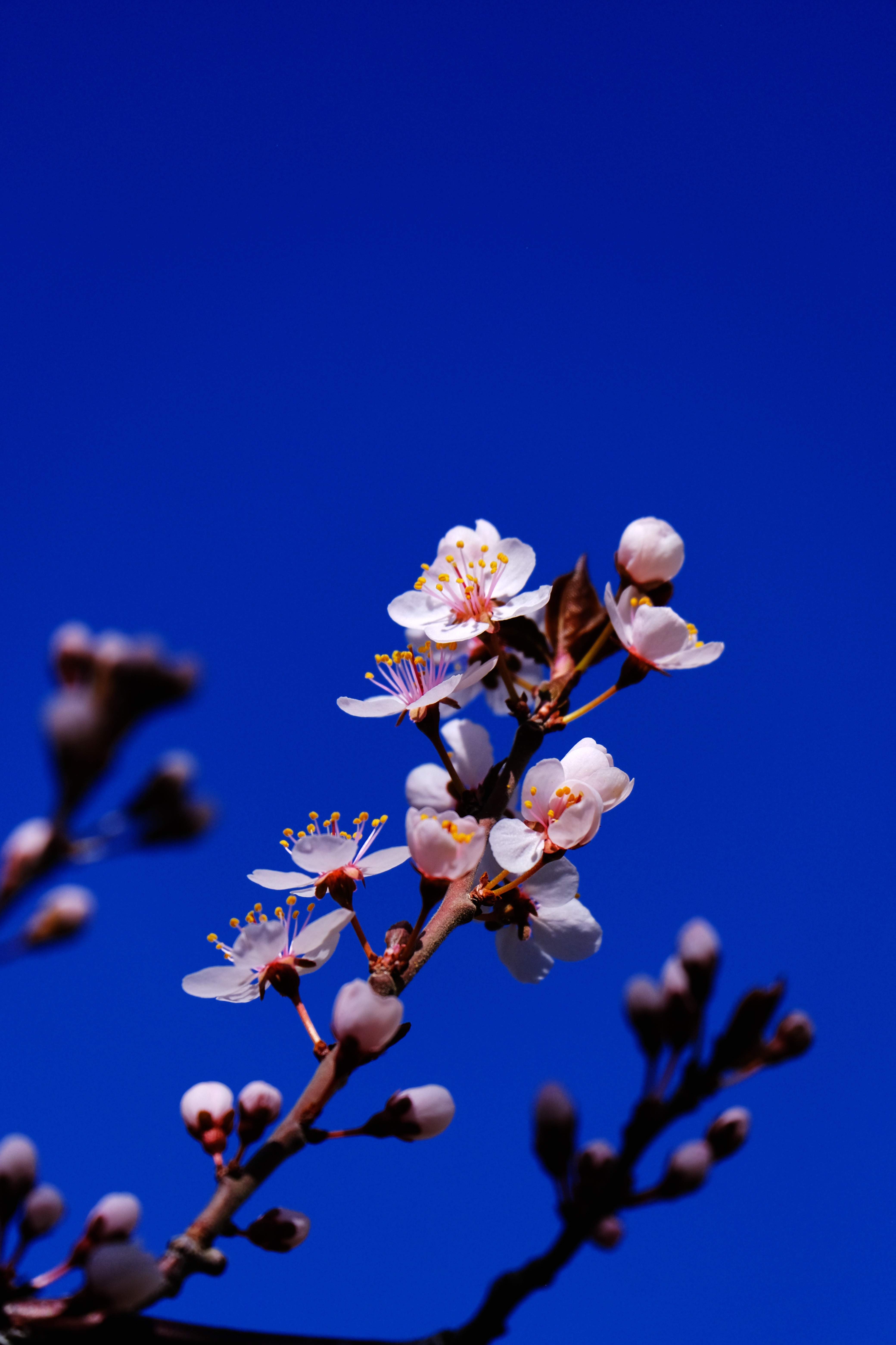 mmexport1776572668198