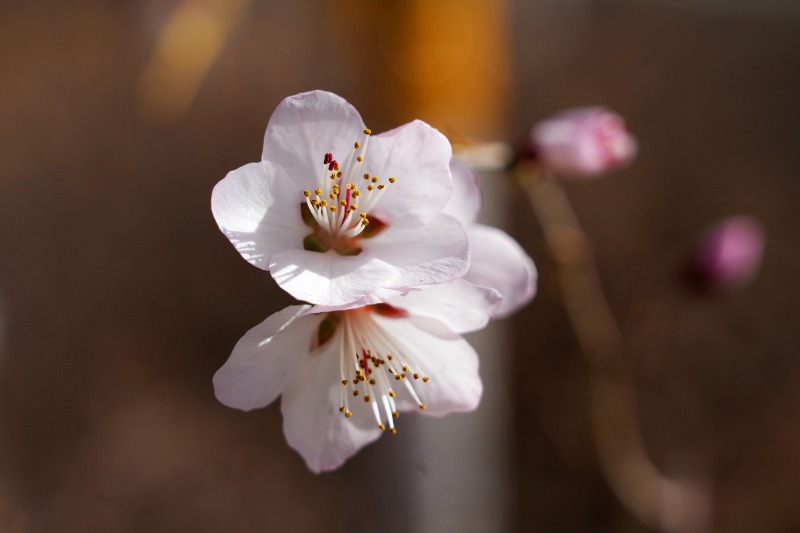 DSC07796_看图王_副本